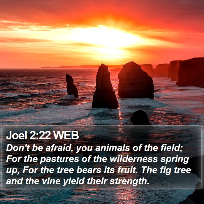 Joel 2:22 WEB - Don't be afraid, you animals of the field; For