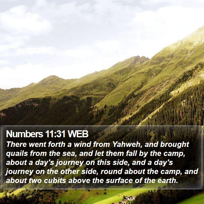 Numbers 11:31 WEB - There went forth a wind from Yahweh, and brought