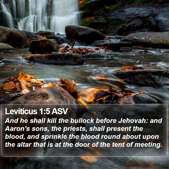 Leviticus 1:5 ASV - And he shall kill the bullock before Jehovah: and - Bible Verse Picture