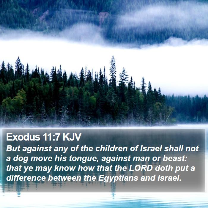 Exodus 11:7 KJV - But against any of the children of Israel shall - Bible Verse Picture