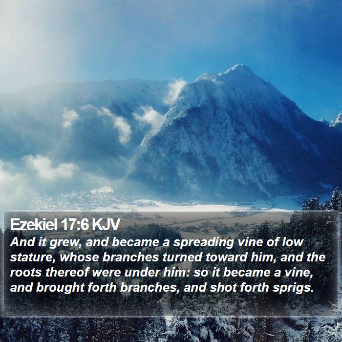 Ezekiel 17:6 KJV - And it grew, and became a spreading vine of low - Bible Verse Picture