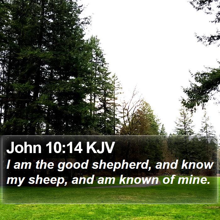 John 10:14 KJV - I am the good shepherd, and know my sheep, and am - Bible Verse Picture