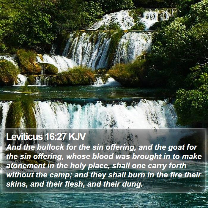Leviticus 16:27 KJV - And the bullock for the sin offering, and the - Bible Verse Picture
