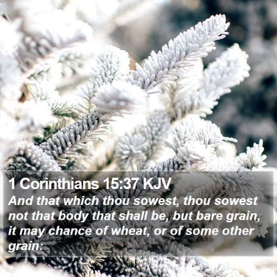 1 Corinthians 15:37 KJV Bible Verse Image