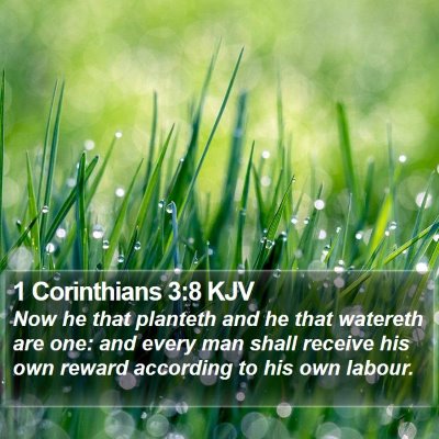 1 Corinthians 3:8 KJV Bible Verse Image