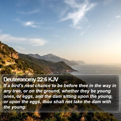 Deuteronomy 22:6 KJV Bible Verse Image