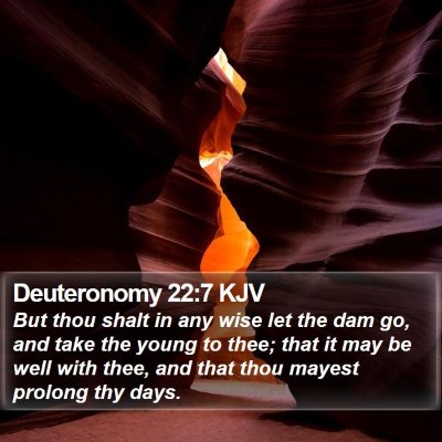 Deuteronomy 22:7 KJV Bible Verse Image