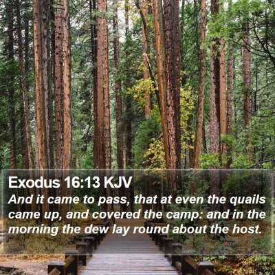 Exodus 16:13 KJV Bible Verse Image