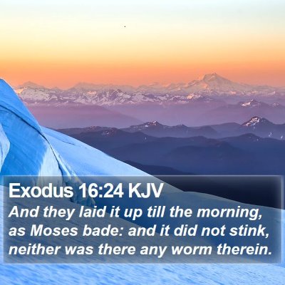 Exodus 16:24 KJV Bible Verse Image