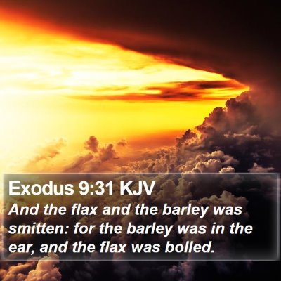 Exodus 9:31 KJV Bible Verse Image
