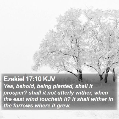 Ezekiel 17:10 KJV Bible Verse Image