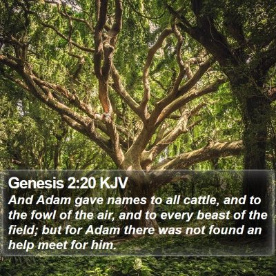 Genesis 2:20 KJV Bible Verse Image