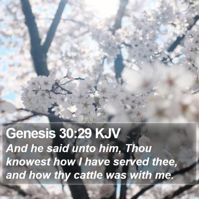 Genesis 30:29 KJV Bible Verse Image