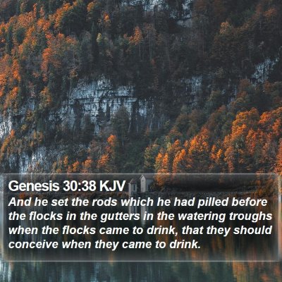 Genesis 30:38 KJV Bible Verse Image