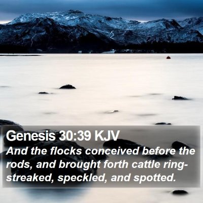 Genesis 30:39 KJV Bible Verse Image