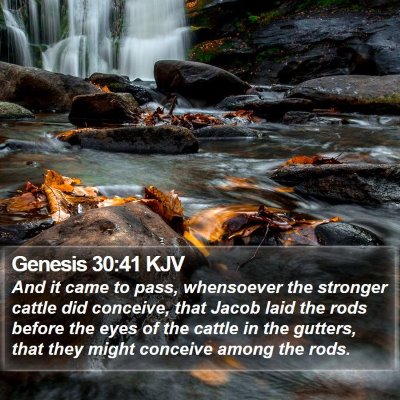 Genesis 30:41 KJV Bible Verse Image