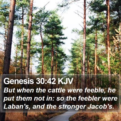 Genesis 30:42 KJV Bible Verse Image