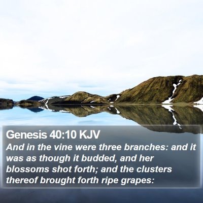 Genesis 40:10 KJV Bible Verse Image
