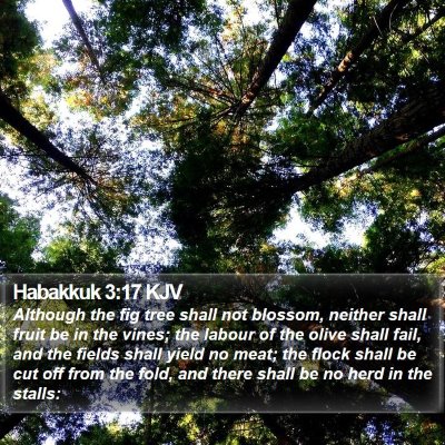 Habakkuk 3:17 KJV Bible Verse Image