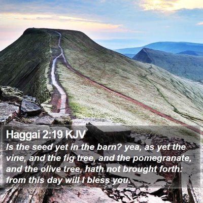 Haggai 2:19 KJV Bible Verse Image