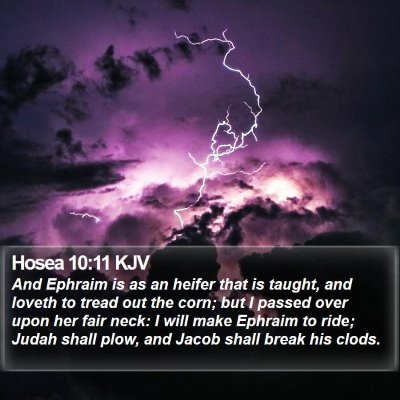 Hosea 10:11 KJV Bible Verse Image