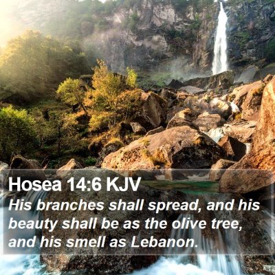 Hosea 14:6 KJV Bible Verse Image