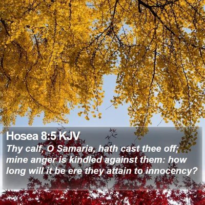 Hosea 8:5 KJV Bible Verse Image
