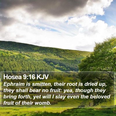 Hosea 9:16 KJV Bible Verse Image