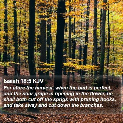 Isaiah 18:5 KJV Bible Verse Image
