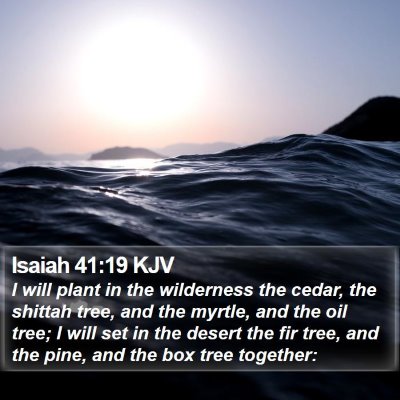 Isaiah 41:19 KJV Bible Verse Image