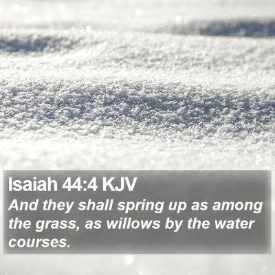 Isaiah 44:4 KJV Bible Verse Image