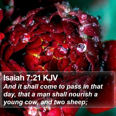 Isaiah 7:21 KJV Bible Verse Image