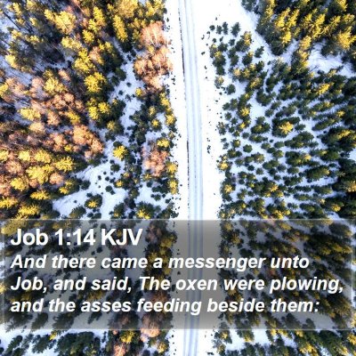 Job 1:14 KJV Bible Verse Image