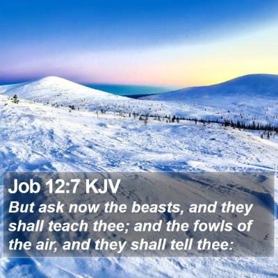 Job 12:7 KJV Bible Verse Image