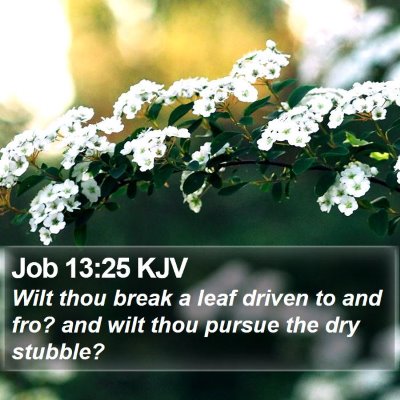 Job 13:25 KJV Bible Verse Image