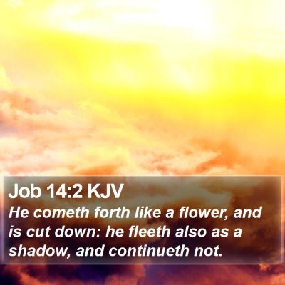 Job 14:2 KJV Bible Verse Image