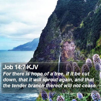 Job 14:7 KJV Bible Verse Image