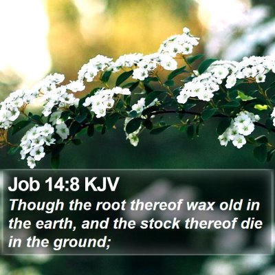 Job 14:8 KJV Bible Verse Image