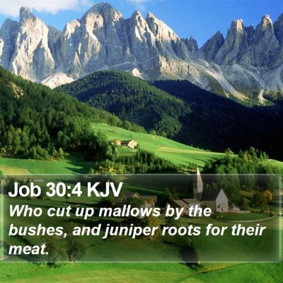 Job 30:4 KJV Bible Verse Image