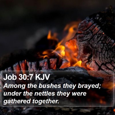 Job 30:7 KJV Bible Verse Image