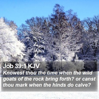 Job 39:1 KJV Bible Verse Image