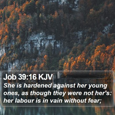 Job 39:16 KJV Bible Verse Image