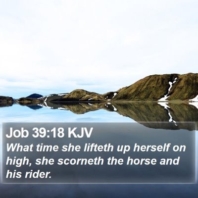 Job 39:18 KJV Bible Verse Image