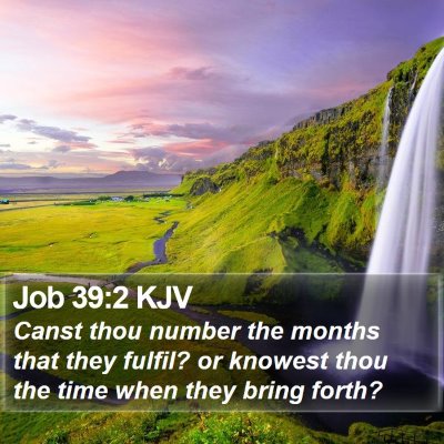 Job 39:2 KJV Bible Verse Image