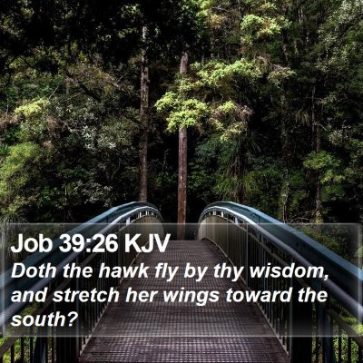 Job 39:26 KJV Bible Verse Image