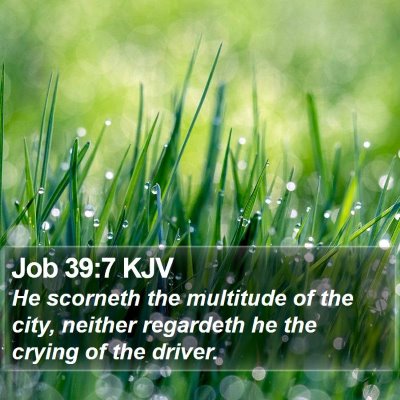 Job 39:7 KJV Bible Verse Image