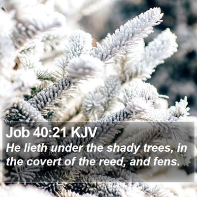 Job 40:21 KJV Bible Verse Image
