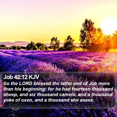 Job 42:12 KJV Bible Verse Image