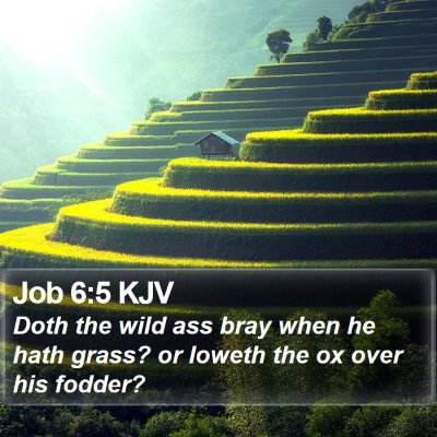 Job 6:5 KJV Bible Verse Image