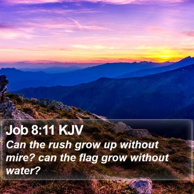 Job 8:11 KJV Bible Verse Image